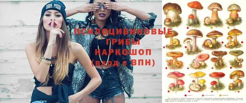 Псилоцибиновые грибы мухоморы  Курчатов 